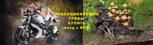 хмурый Аркадак